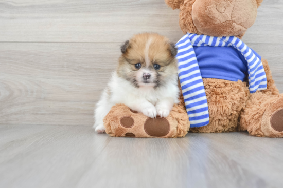 Pomeranian Pup Being Cute