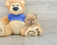 8 week old Pomeranian Puppy For Sale - Premier Pups