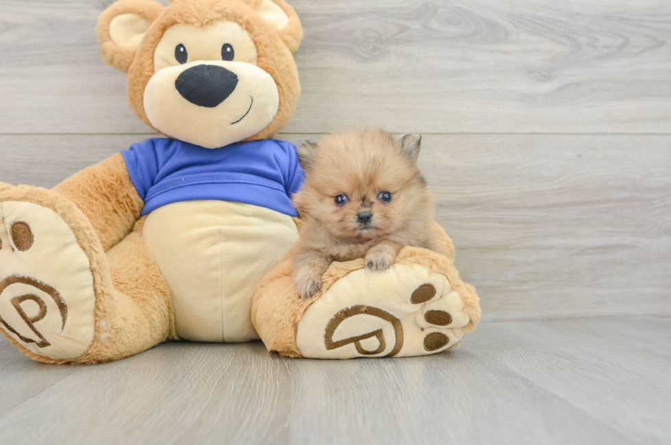 5 week old Pomeranian Puppy For Sale - Premier Pups