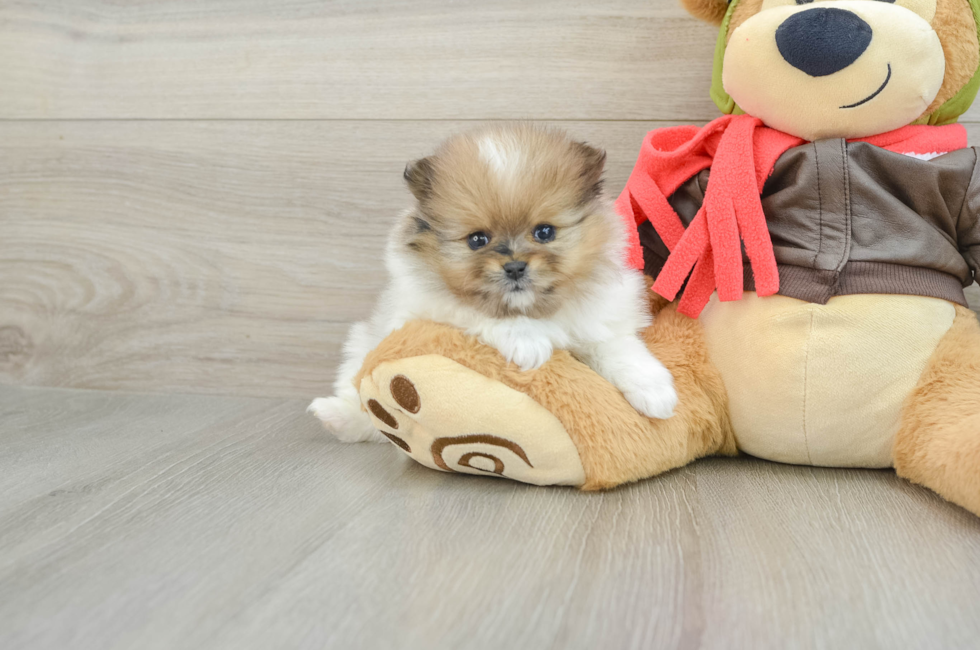 5 week old Pomeranian Puppy For Sale - Premier Pups