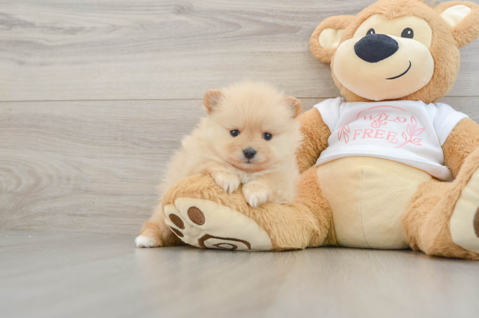 5 week old Pomeranian Puppy For Sale - Premier Pups