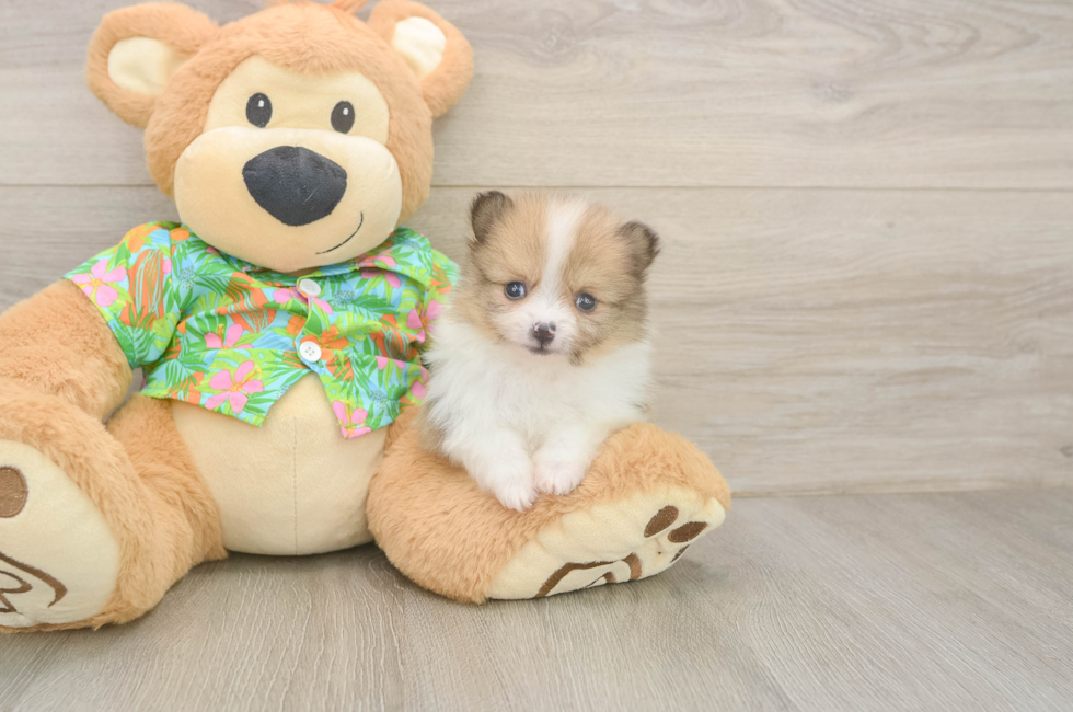 5 week old Pomeranian Puppy For Sale - Premier Pups