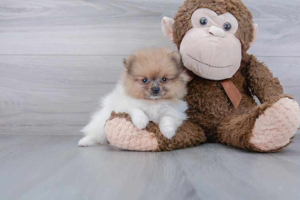 Happy Pomeranian Purebred Puppy