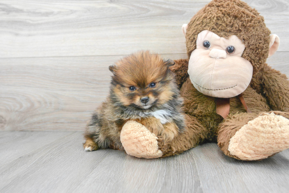 Popular Pomeranian Baby