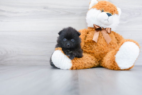 Energetic Pomeranian Purebred Puppy