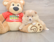 7 week old Pomeranian Puppy For Sale - Premier Pups