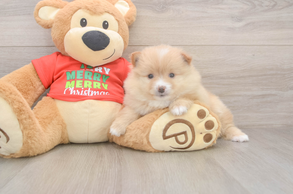 5 week old Pomeranian Puppy For Sale - Premier Pups