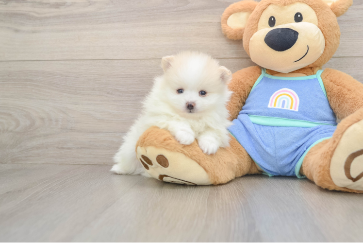 Friendly Pomeranian Purebred Pup