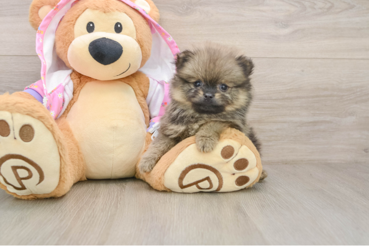 Best Pomeranian Baby