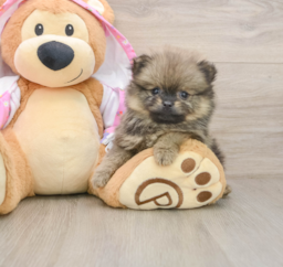 9 week old Pomeranian Puppy For Sale - Premier Pups