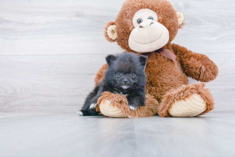 Pomeranian Puppy for Adoption