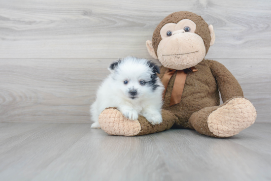 Friendly Pomeranian Purebred Pup