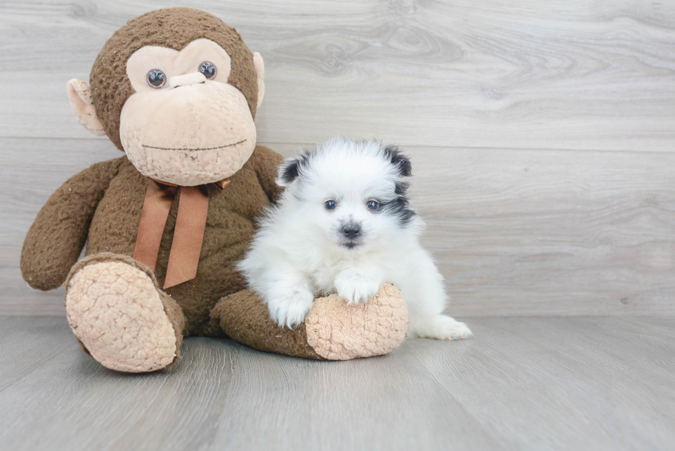 Petite Pomeranian Purebred Puppy