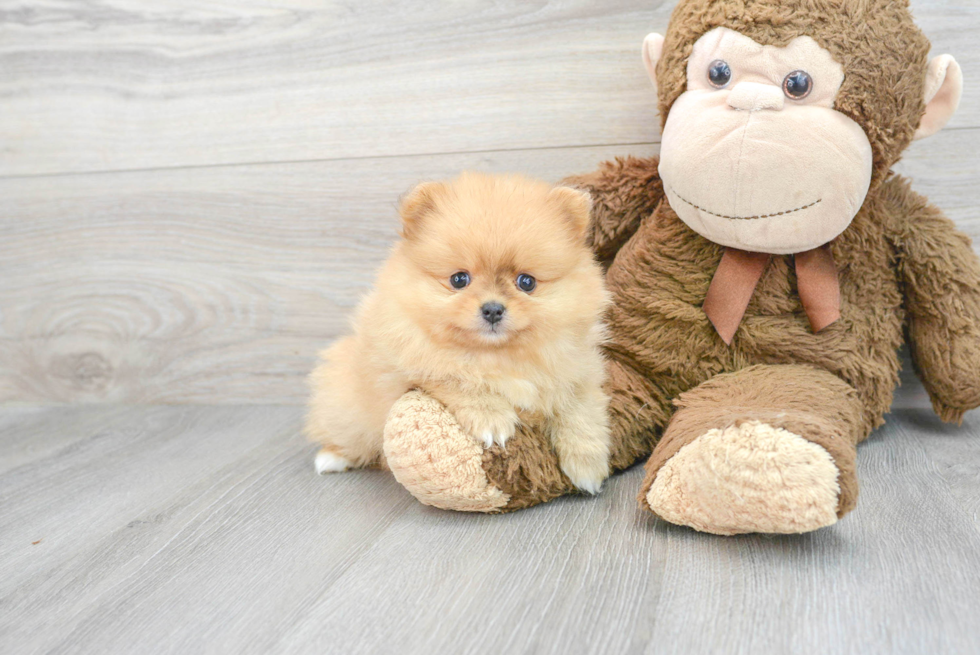 Hypoallergenic Pomeranian Baby