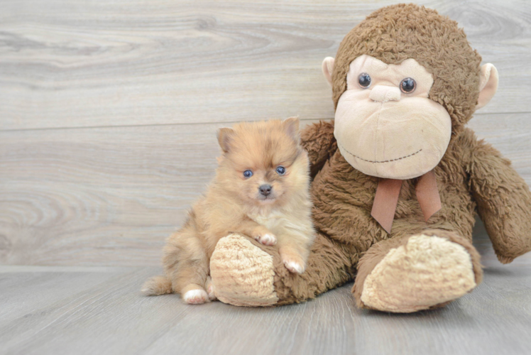 Popular Pomeranian Baby
