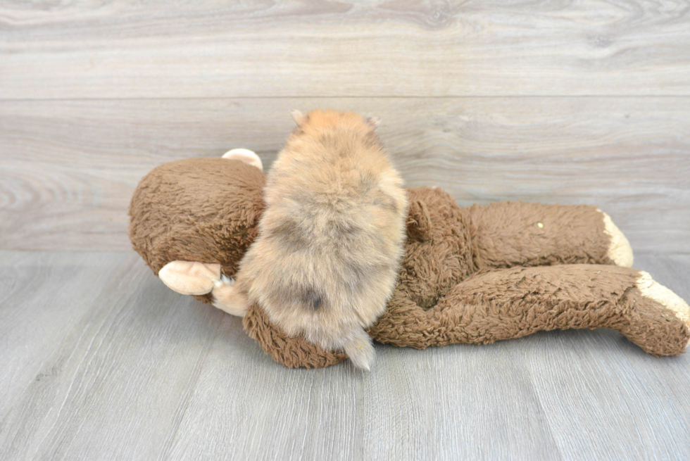 Popular Pomeranian Purebred Pup