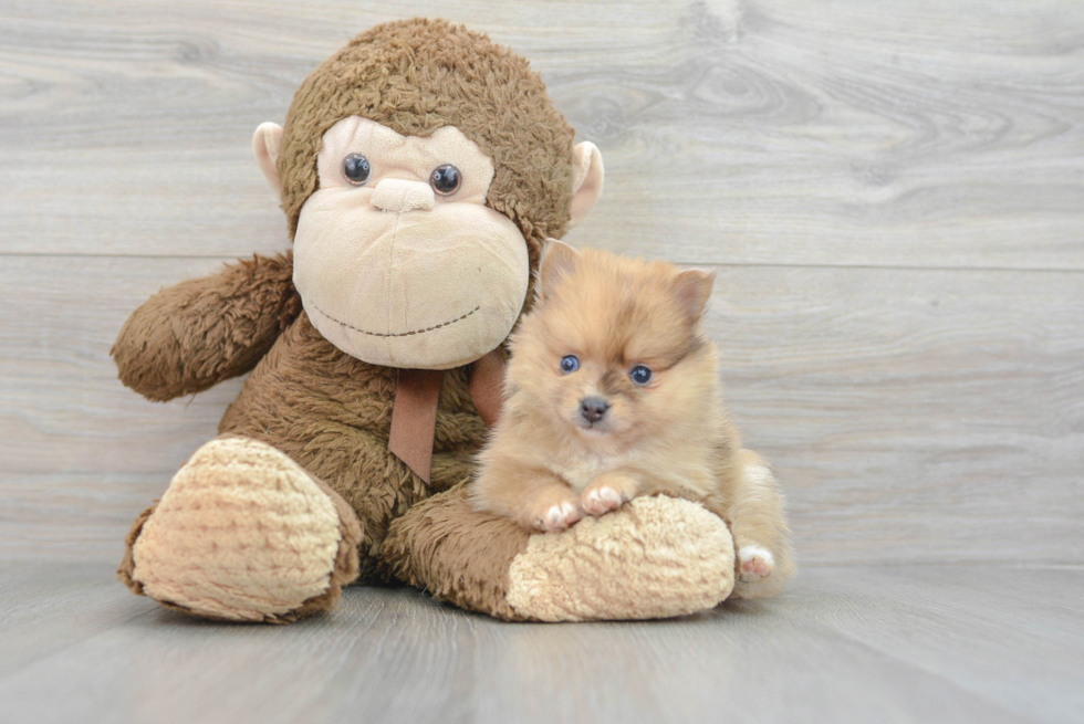 Best Pomeranian Baby