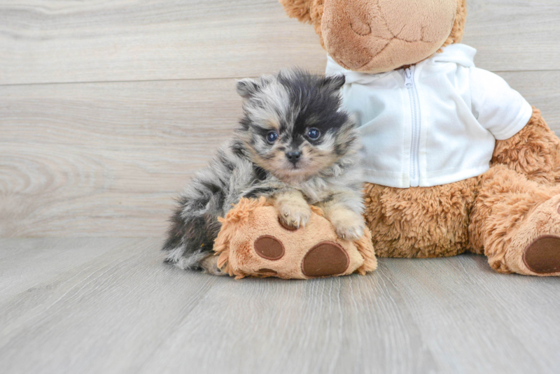 Meet Dotty - our Pomeranian Puppy Photo 1/3 - Premier Pups