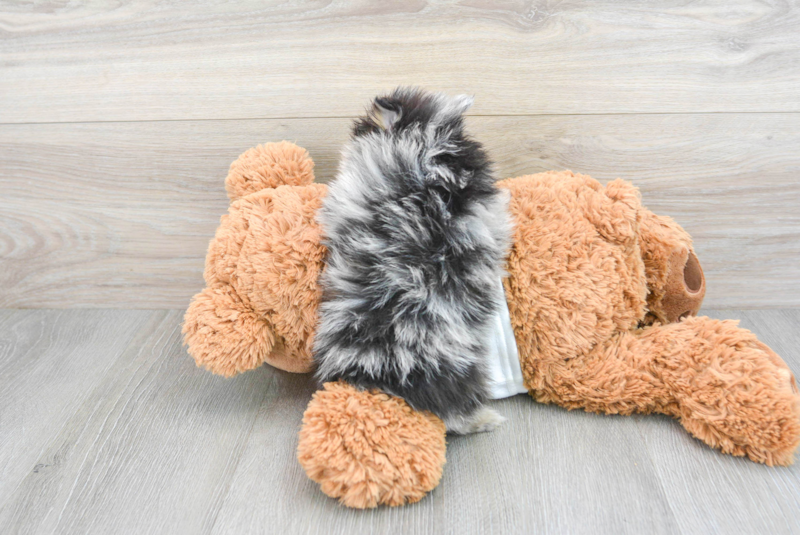 Meet Dotty - our Pomeranian Puppy Photo 2/3 - Premier Pups