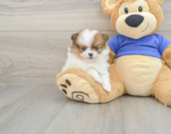 8 week old Pomeranian Puppy For Sale - Premier Pups