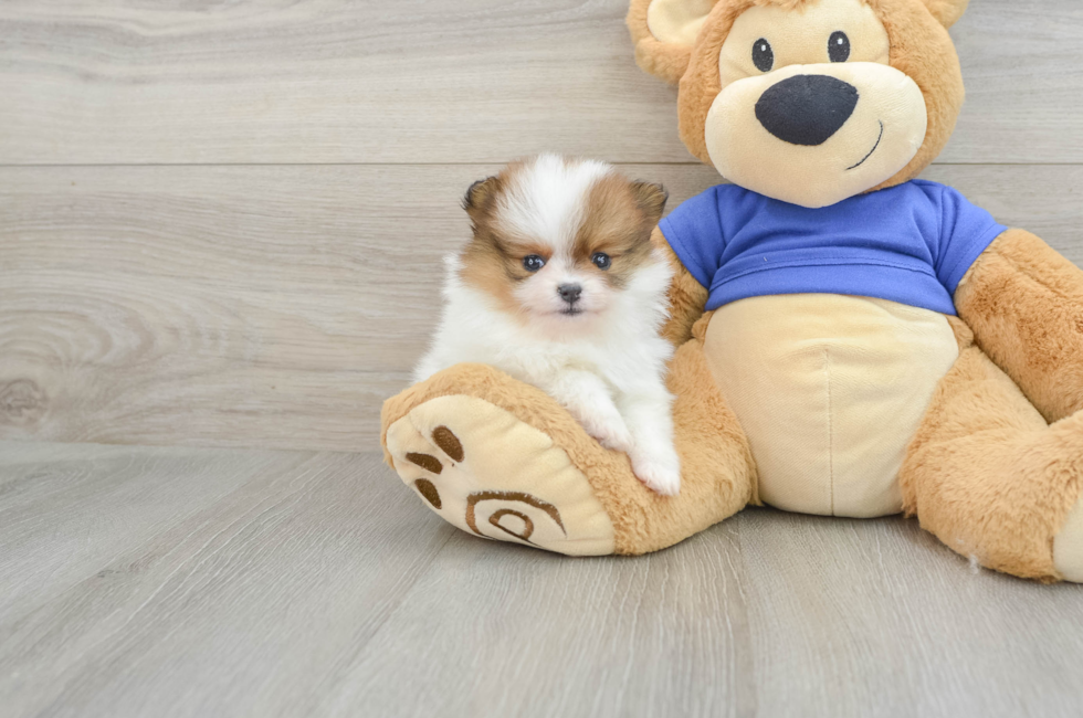 5 week old Pomeranian Puppy For Sale - Premier Pups