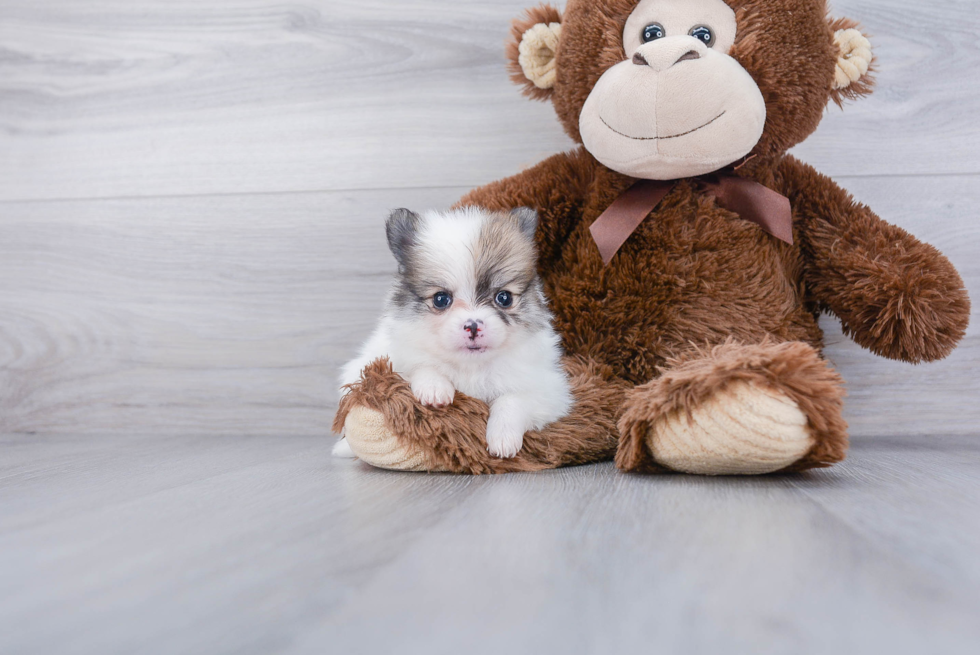 Hypoallergenic Pomeranian Purebred Pup