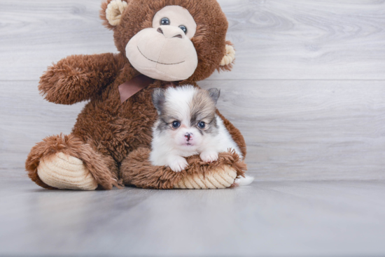 Pomeranian Pup Being Cute