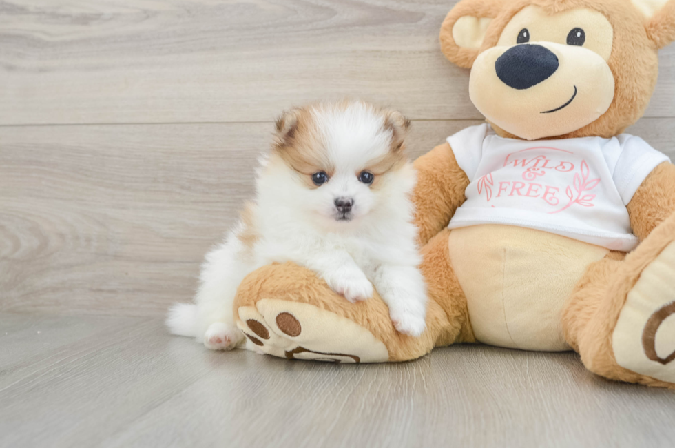 5 week old Pomeranian Puppy For Sale - Premier Pups