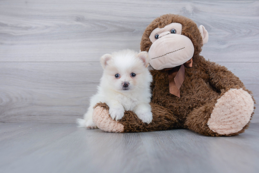 Petite Pomeranian Purebred Puppy