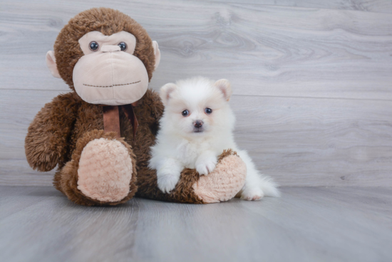 Playful Pomeranian Purebred Pup