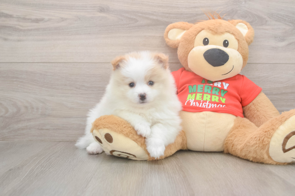 5 week old Pomeranian Puppy For Sale - Premier Pups
