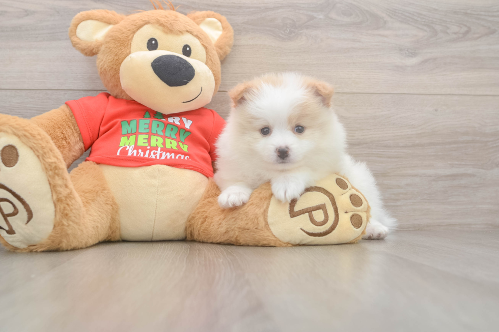 Pomeranian Puppy for Adoption