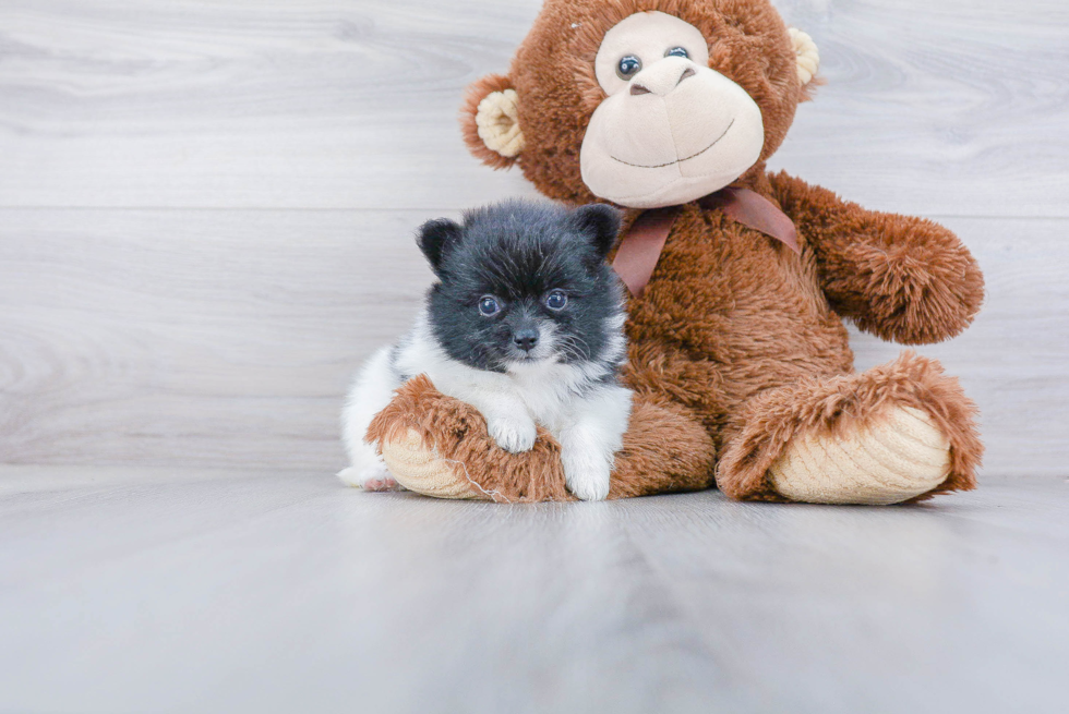 Funny Pomeranian Baby