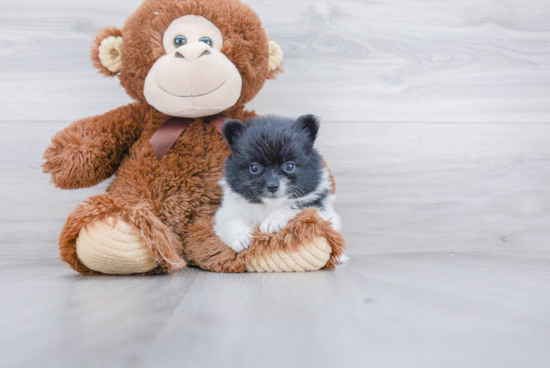 Energetic Pomeranian Purebred Puppy