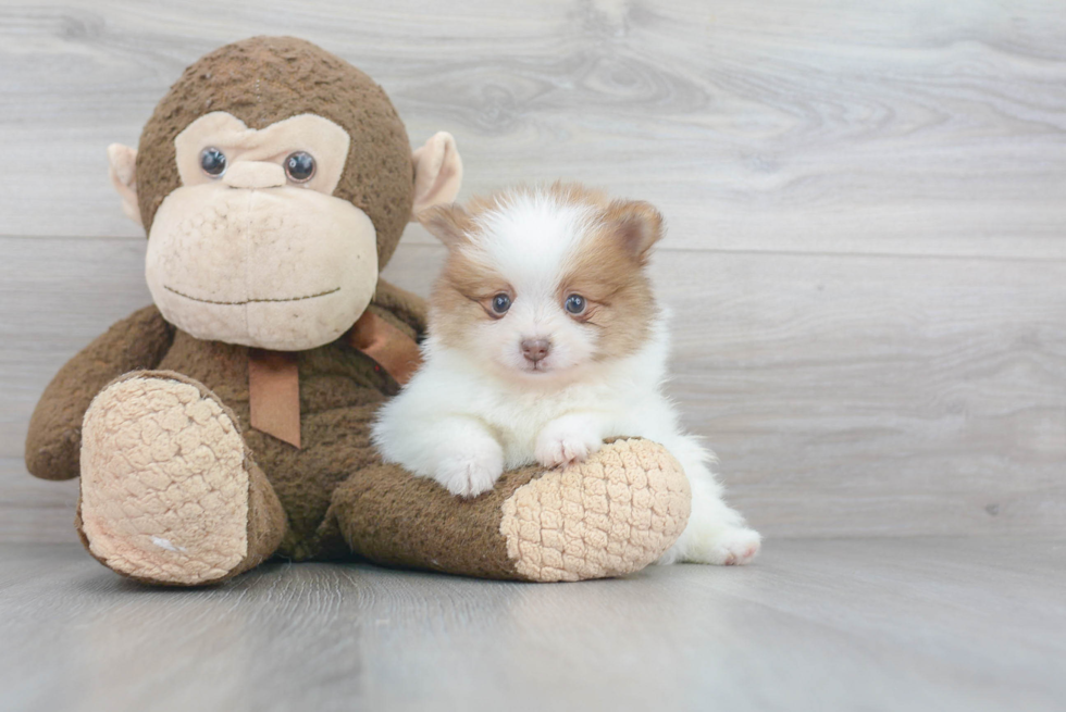 Friendly Pomeranian Purebred Pup