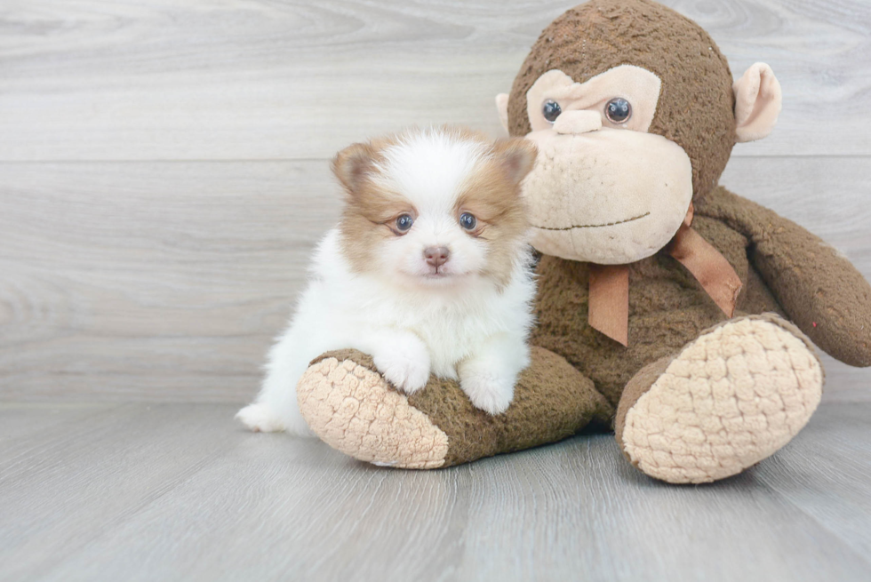 Friendly Pomeranian Baby