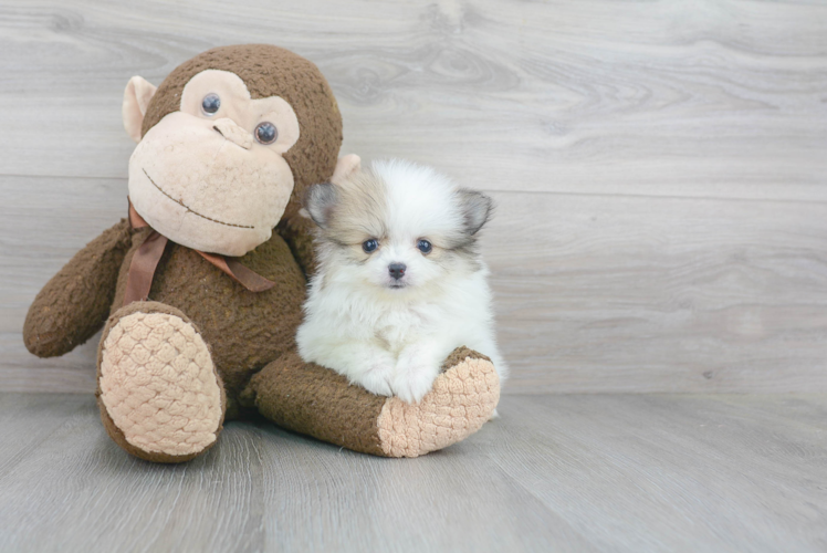 Sweet Pomeranian Purebred Puppy