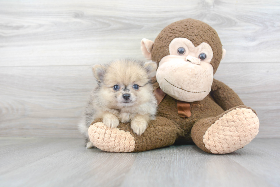 Hypoallergenic Pomeranian Baby