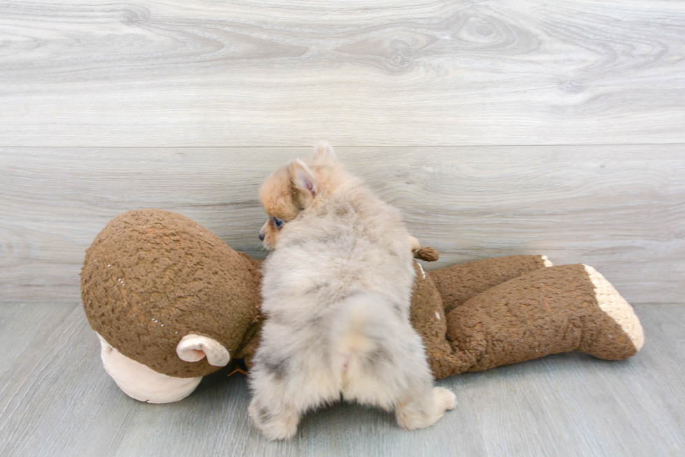 Playful Pomeranian Purebred Pup