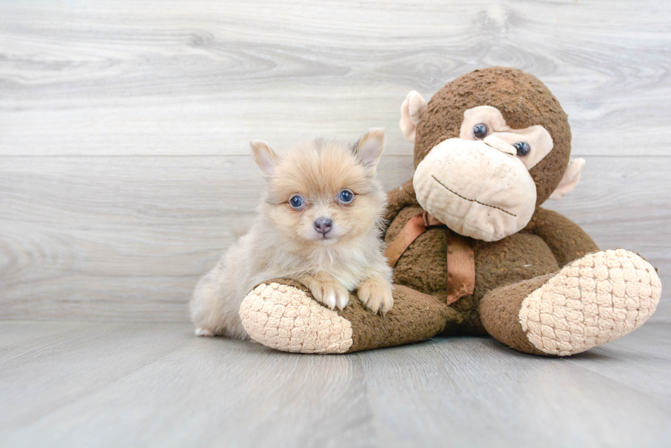 Best Pomeranian Baby