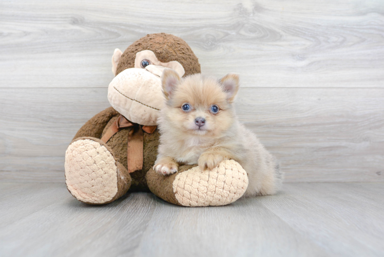 Pomeranian Puppy for Adoption