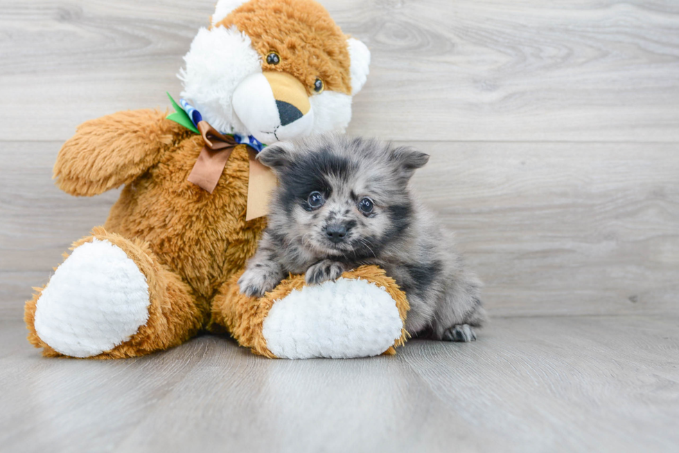 Best Pomeranian Baby