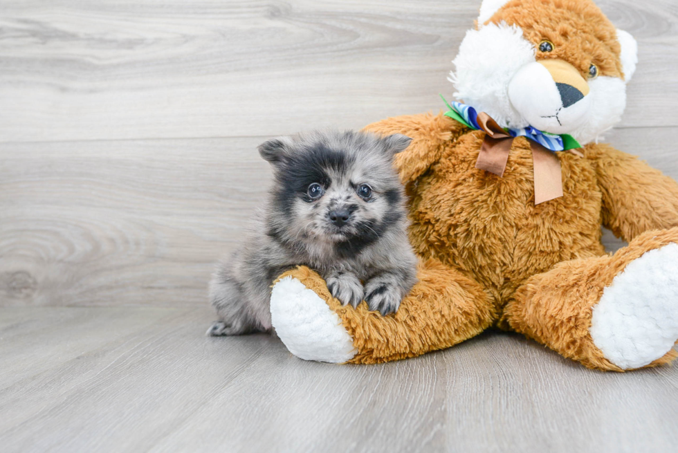 Cute Pomeranian Purebred Puppy