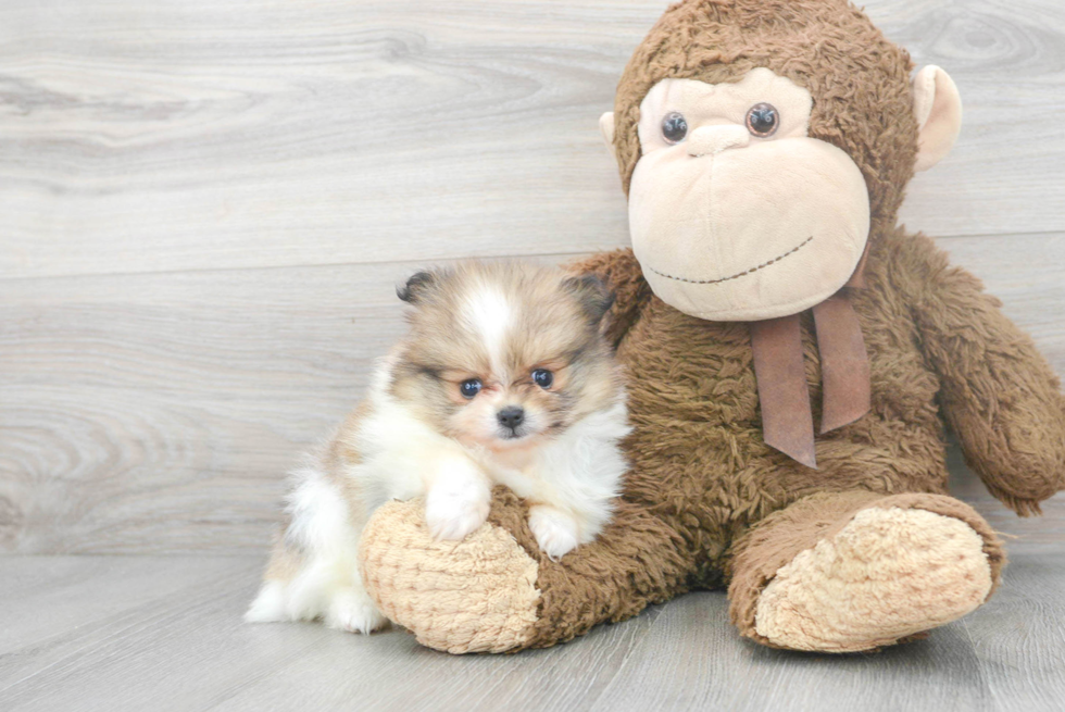 Small Pomeranian Purebred Pup