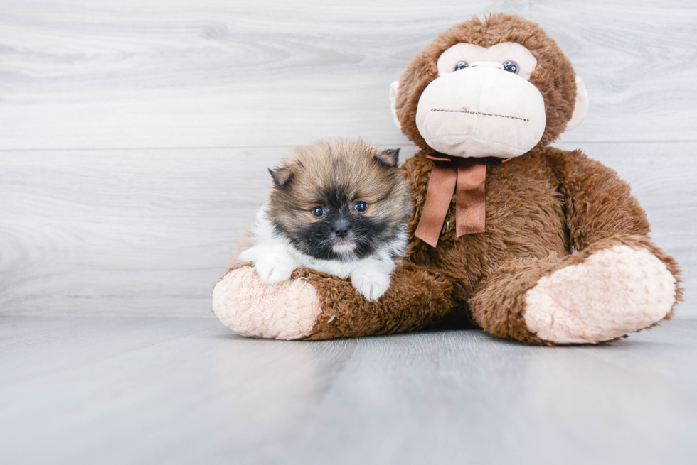 Happy Pomeranian Purebred Puppy