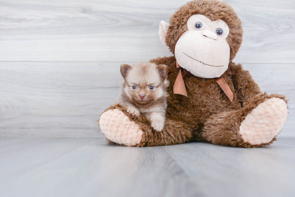 Playful Pomeranian Purebred Pup