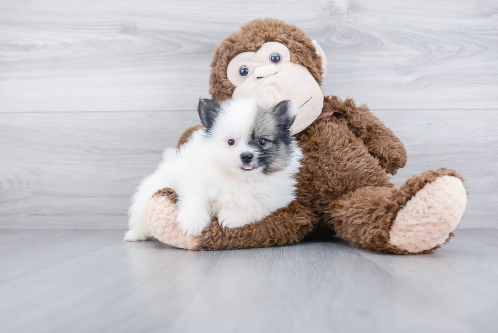 Smart Pomeranian Purebred Puppy