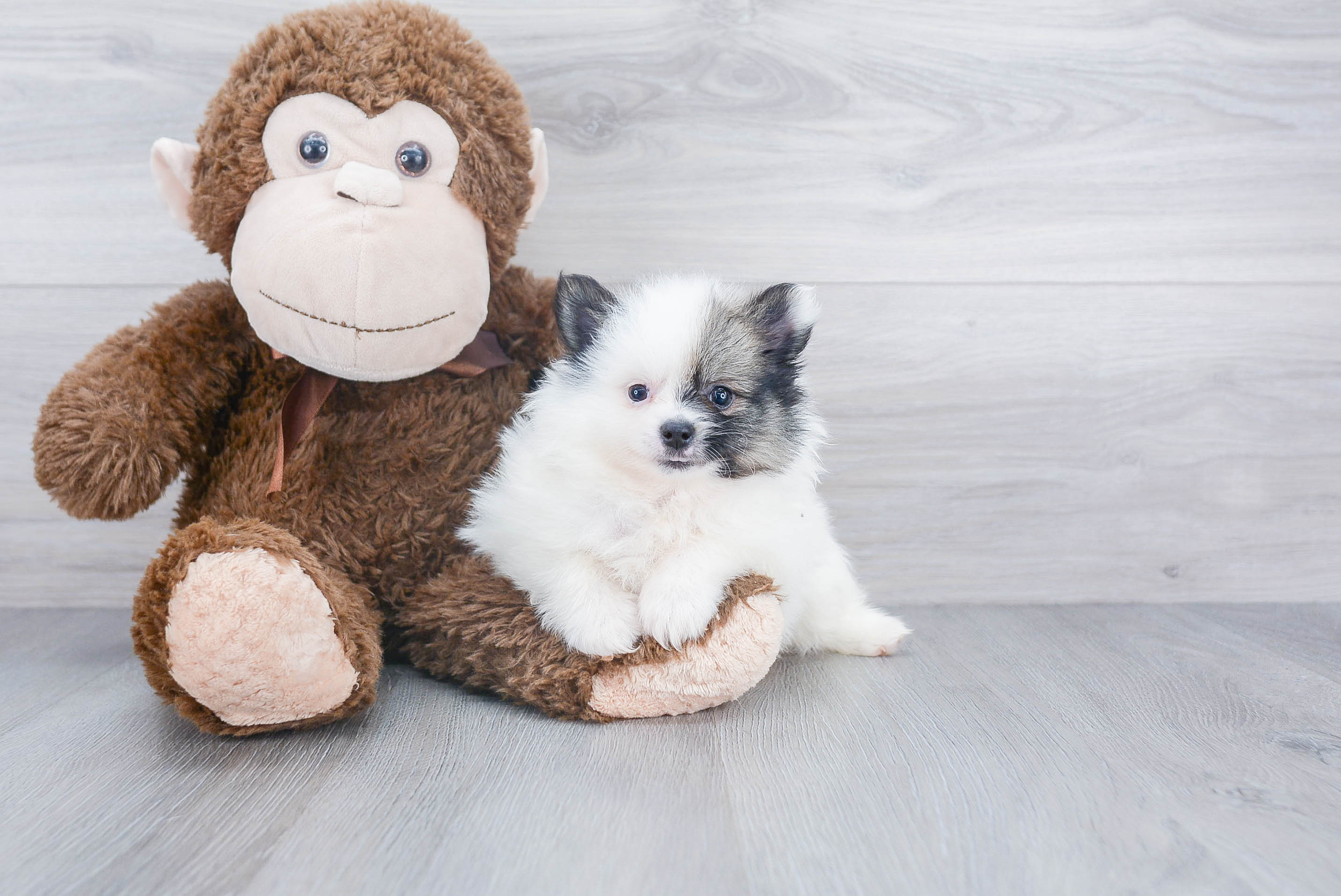 Little Pomeranian Purebred Pup