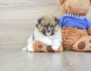 6 week old Pomeranian Puppy For Sale - Premier Pups