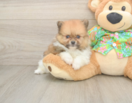 5 week old Pomeranian Puppy For Sale - Premier Pups